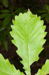 Swamp chestnut oak